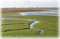 Pagham Harbour
